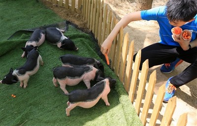 Što biste učinili da zamorac dobije toplinski udar